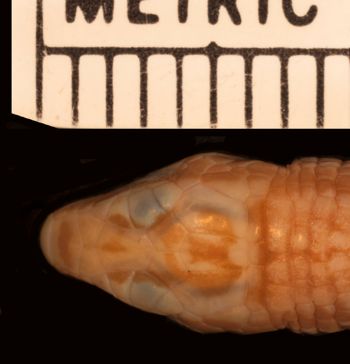 Media type: image;   Herpetology R-27340